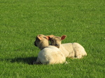 SX18046 Two lambs cuddled up.jpg